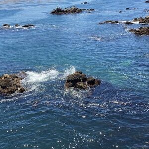 Meet your Posher, Sienna